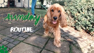 🐶SUNDAY routine with a dog🐾 How we usually spend our WEEKEND with 🐕 English Cocker Spaniel  Robby [upl. by Cl]