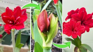 How to Make Amaryllis Rebloom  An Interesting Fact about Amaryllis Flower Bud Turn on CC [upl. by Phenica]