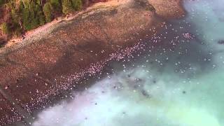 Salish Sea Herring Spawn [upl. by Gabby]