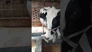 Started business with one cow Now his farm has 40 cowscowfarm animelvideo shortvideo [upl. by Berhley]