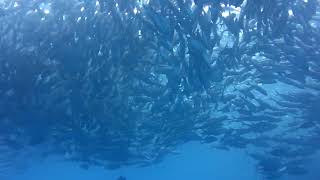 Jackfish魚群 2015年西巴丹Sipadan sipadan diving [upl. by Ahsinac105]