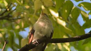 20241007 Yellowbilled Cuckoo [upl. by Mazel]