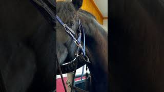 Notaufnahme in die Tierklinik 😱🥹 dressur equestrian haflinger dressagetraining friese [upl. by Swithbert]