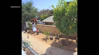 Woman pushes huge bear off a wall to protect her dogs [upl. by Sedgewake]