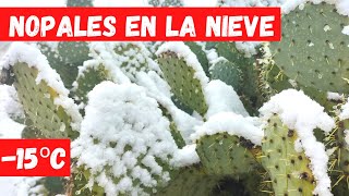 CULTIVO de NOPALES a TEMPERATURAS EXTREMAS 15ºC CON NIEVE [upl. by Aynotal488]