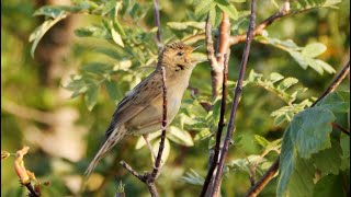 Singing Grasshopper Warbler 2022 [upl. by Amorita]