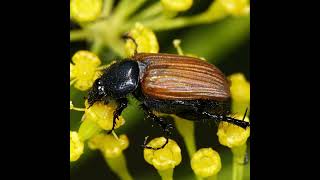 WILDLIFE FACTS Little June bugs are named after the month of June [upl. by Aysa]