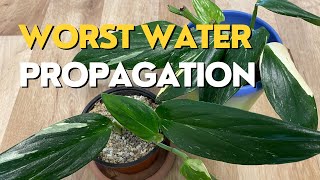 How to Propagate PHILODENDRON FROM CUTTINGS  Philodendron Cobra vs Monstera Standleyana [upl. by Strepphon]