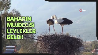 Türkiye’nin Doğusu Kar ve Soğuk İle Mücadele Ederken Baharın Habercisi Leylekler Gelmeye Başladı [upl. by Ahsienroc]