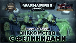 Знакомство с Фелинидами  Liber Versiones AofT [upl. by Lorry888]