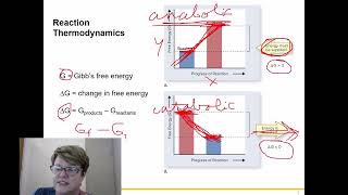 BIOL 1406 Chapter 6 Part 3 [upl. by Engen]