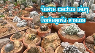 จัดสวน cactus ไว้ดูเพลินๆ หายเบื่อ  18 กรกฎาคม 2567 [upl. by Hacceber745]