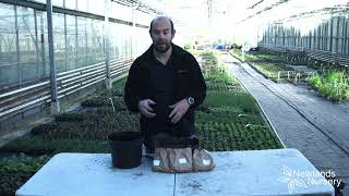 EP85  How to plant Hyacinth bulbs in a container 5minutefriday [upl. by Elocal]