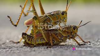 amazing facts about grasshoppers [upl. by Spatola]