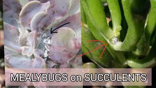 Mealybugs on succulents  How to get rid of mealybugs mealybugsproblem mealybugstreatment alcohol [upl. by Asilad]