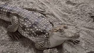 Crocodylus Niloticus [upl. by Plate700]