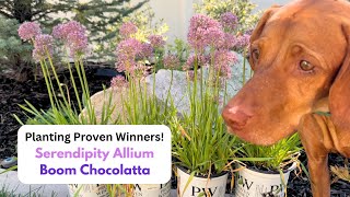 Planting Proven WInners Serendipity Allium amp Boom Chocolatta [upl. by Ellessig]