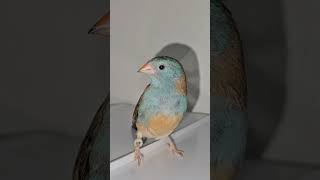 Blue Capped WaxbillFinchBird Hen on top of a cage [upl. by Jar]