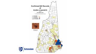 Blacklegged tick numbers in New Hampshire are increasing [upl. by Uot]