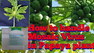 Virus How to control virus in plant Hindi amp English [upl. by Nosmas]