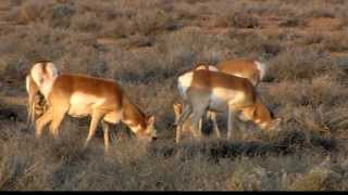 Pronghorn Study [upl. by Ejroj565]