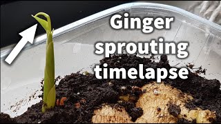 4K timelapse of edible ginger plant Zingiber officinale growing over 23 days [upl. by Weissberg]