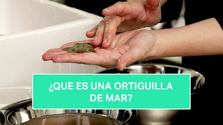 ¿Qué es la ortiguilla de mar [upl. by Lyris]