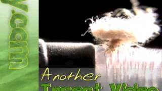 Woolly Aphid closeup video [upl. by Enirehtak708]