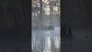 Pair of Wood Ducks in the Timber duckhunting woodduck duck ducks swamp hunting hunt outdoor [upl. by Alwitt72]