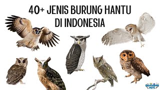 40 Jenis Burung Hantu di Indonesia [upl. by Akkeber]