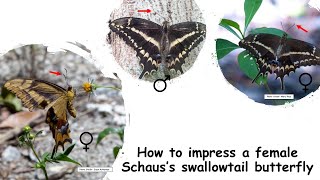 The Imperiled Schauss Swallowtail Butterfly Courting Ritual 2015 [upl. by Trust]