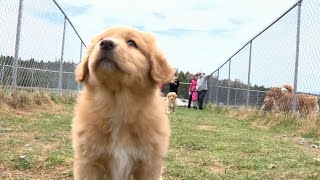 Meet Nova Scotias canine ambassador the Duck Toller [upl. by Dygall]