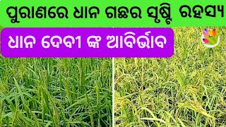 ପୁରାଣରେ ଧାନ ଗଛର ସୃଷ୍ଟି ରହସ୍ୟ  Purana re Dhana Gachha ra Srusti  Beautiful Paddy field Paddy Devi [upl. by Amein]