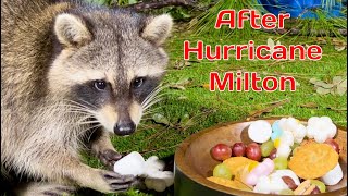 Raccoons after Hurricane Milton  Wild Animals in my Backyard [upl. by Sturges]