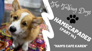 Corgi overcomes Karen in his home restaurant  Hammy and Olivia [upl. by Eelitan727]