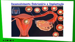 26 Gametas e fecundação I Biologia Enem Vestibulares [upl. by Enotna]