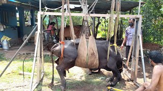 Downer cow lifting using manually operated mobile hydraulic lift [upl. by Allesiram89]