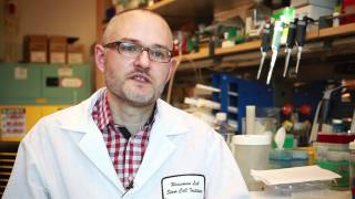 CD47 Antibody treatment shrinks or eliminates human cancer tumors in mice [upl. by Apurk]