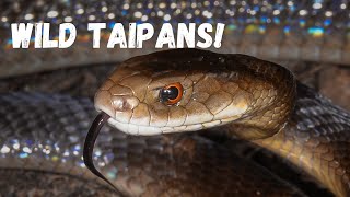 Herping Cape York Australia Part 2 Wild Taipans [upl. by Freeborn]