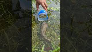 Amazing Bottle Fishing fishing bdfishinglife fishingvideo [upl. by Ellevel]