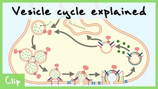 Vesicle Cycle Explained amp ClathrinMediated Endocytosis  Clip [upl. by Vedi]