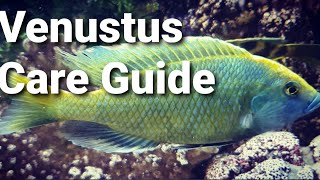 VENUSTUS NIMBOCHROMIS  Care Guide [upl. by Arrahs]