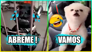 Animales Graciosos Que Hablan 😂 Parte 4 [upl. by Kliman]