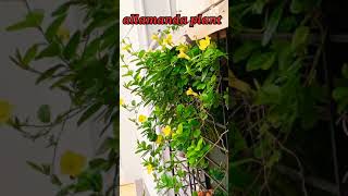 allamanda plant care tipsshortsyoutubeshortsallamanda [upl. by Anon]