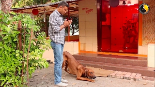 Rhodesian Ridgeback journey by Action Dogs [upl. by Essyle]