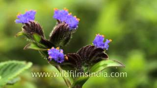 Cyanotis Cristata in Kas  World Natural Heritage [upl. by Aedni]