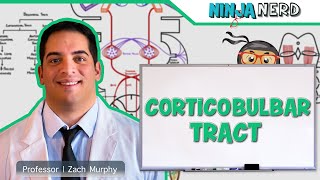 Neurology  Descending Tracts Corticobulbar Tract [upl. by Yllaw]