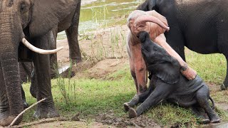 Unique Pink Elephant Plays with Siblings [upl. by Jammin]