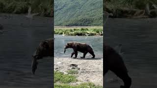 Where’s this bear off to with his togo lunch lunch takeout fishon fatbear nationalpark like [upl. by Ilil]