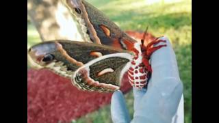 Stunning Cecropia Moth Spreads Their Wings [upl. by Pelligrini]